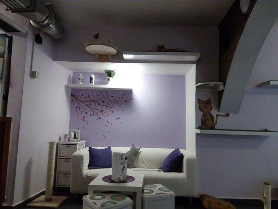 Kocici Kavarna U Surinky